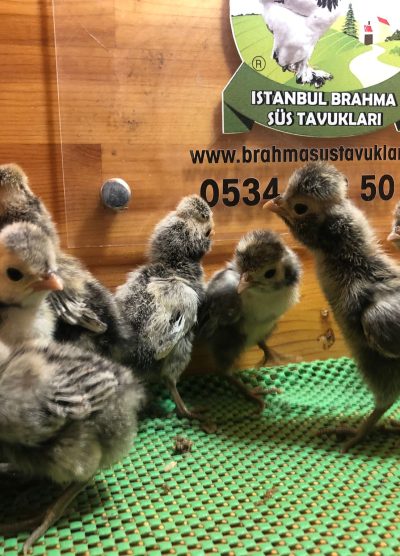 Gümüş Fizan Civciv 2026