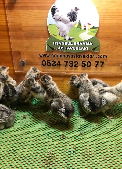 Gümüş Fizan Civciv 2026