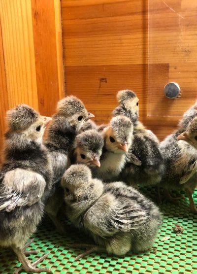 Gümüş Fizan Civciv 2026