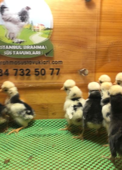 Rahibe Fizan Civciv 2026