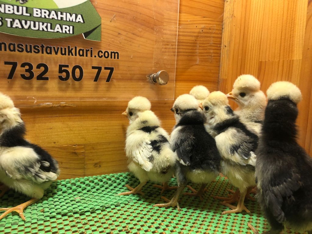 Rahibe Fizan Tavuk Özellikleri İstanbul Süs TAVUKLARI Rahibe Fizan Tavuk Özellikleri