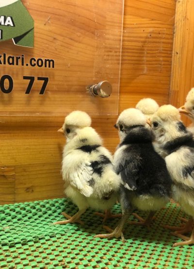 Rahibe Fizan Civciv 2026