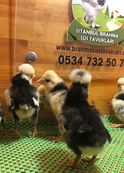 Rahibe Fizan Civciv 2026