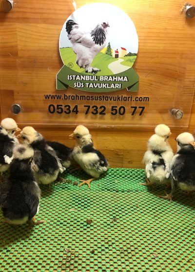 Rahibe Fizan Civciv 2026