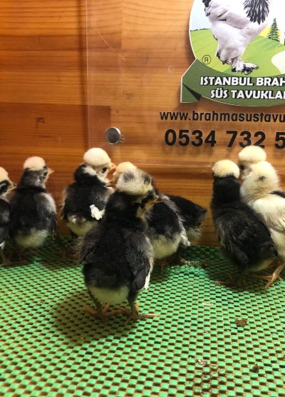 Rahibe Fizan Civciv 2026