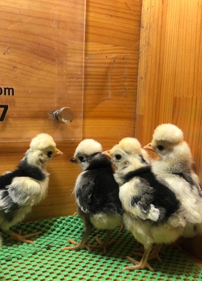 Rahibe Fizan Civciv 2026