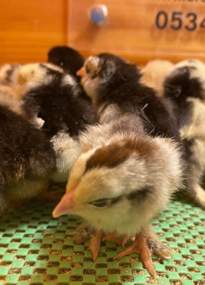 İspenç Civciv 2026