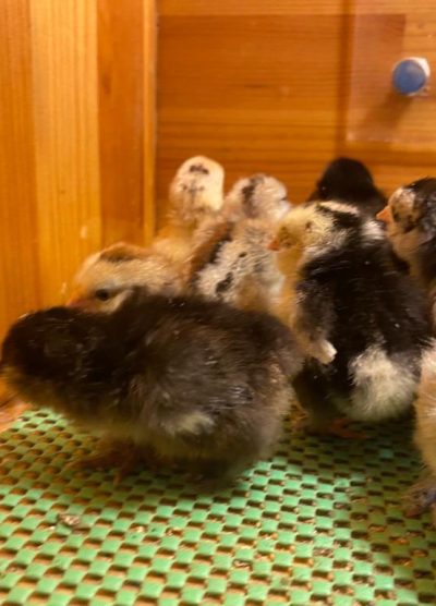 İspenç Civciv 2026