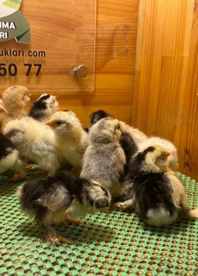 İspenç Civciv 2026