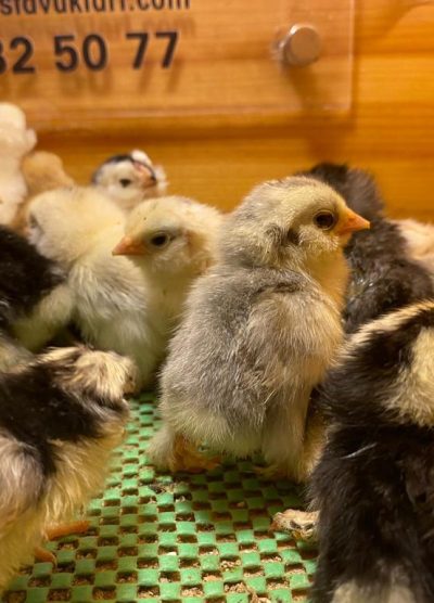 İspenç Civciv 2026