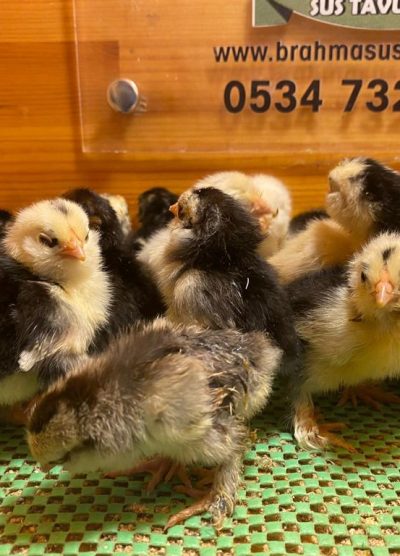 İspenç Civciv 2026