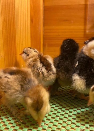 İspenç Civciv 2026