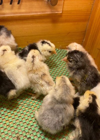 İspenç Civciv 2026