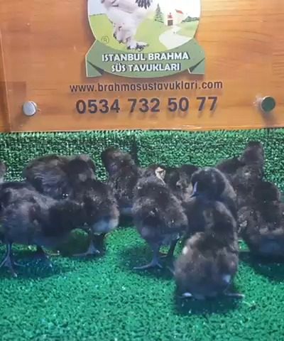 Ayam Cemani Civciv 2026