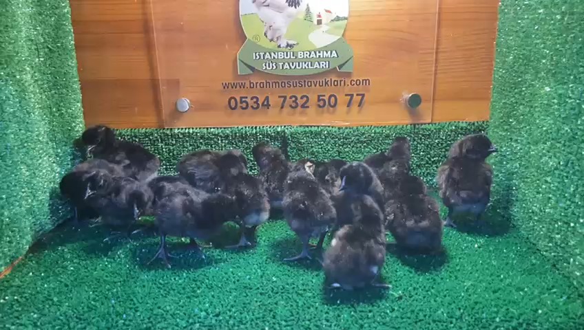 Ayam Cemani Civciv 2026