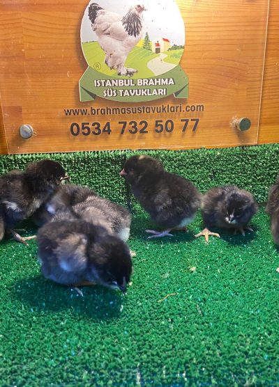 Black Ameraucana Civciv 2026