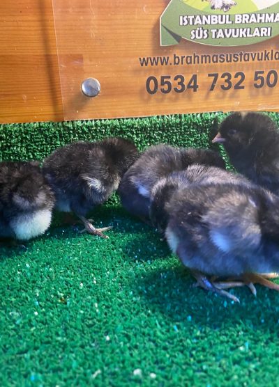 Black Ameraucana Civciv 2026