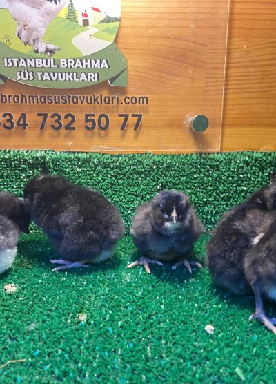 Black Ameraucana Civciv 2026