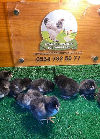 Black Ameraucana Civciv 2026