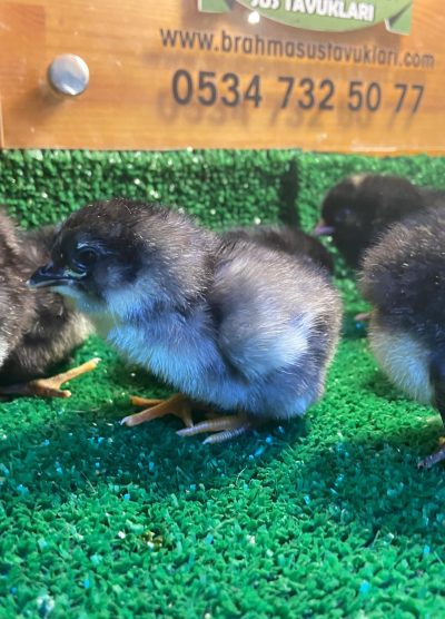 Black Ameraucana Civciv 2026