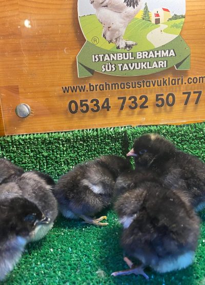 Black Ameraucana Civciv 2026