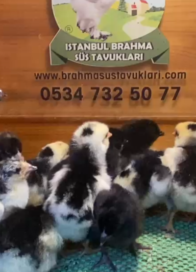 Black Modled Lİgorin Civciv