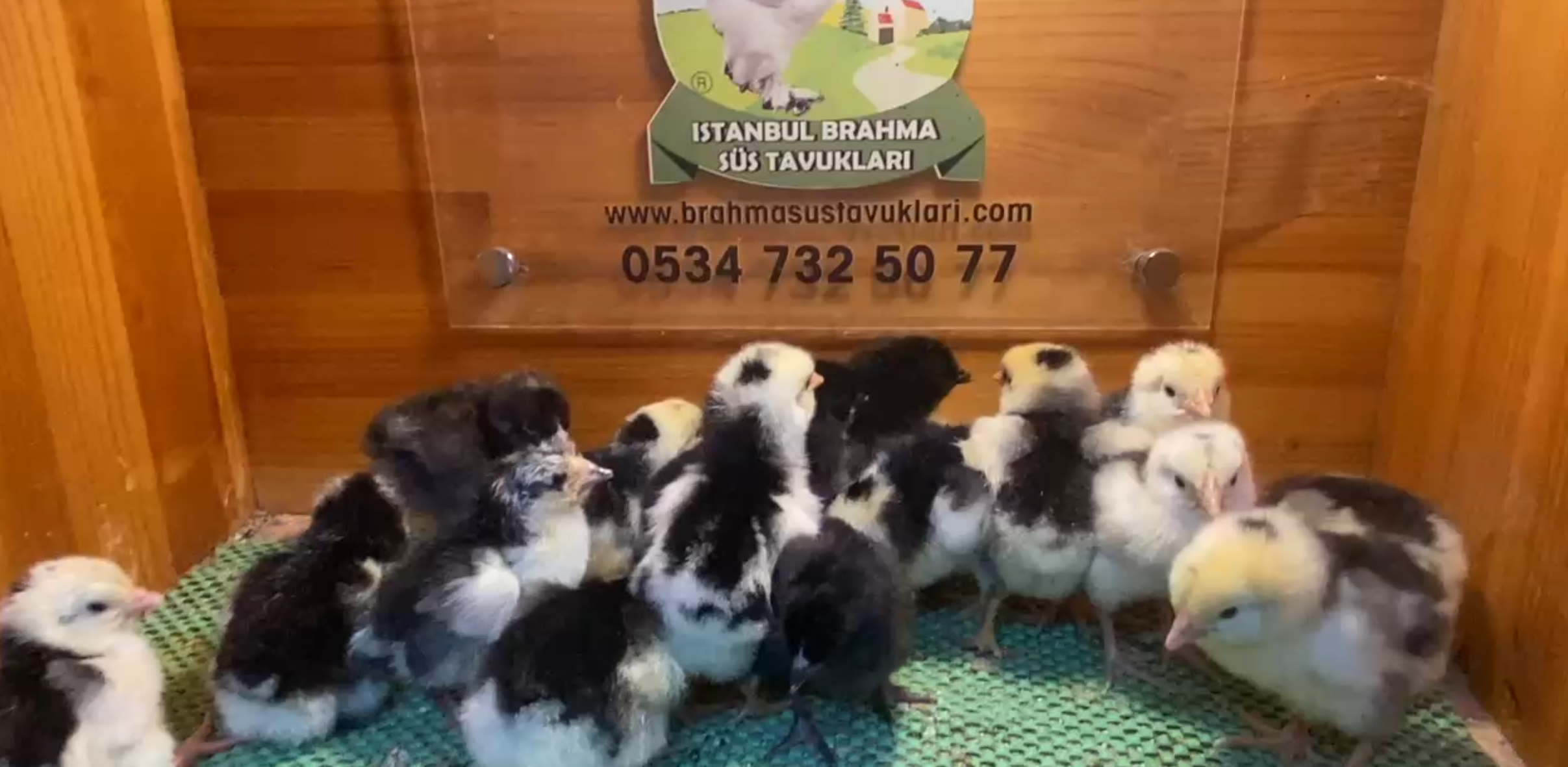 Black Modled Ligorin Civciv 2026 İstanbul Süs TAVUKLARI Black Modled Lİgorin Civciv