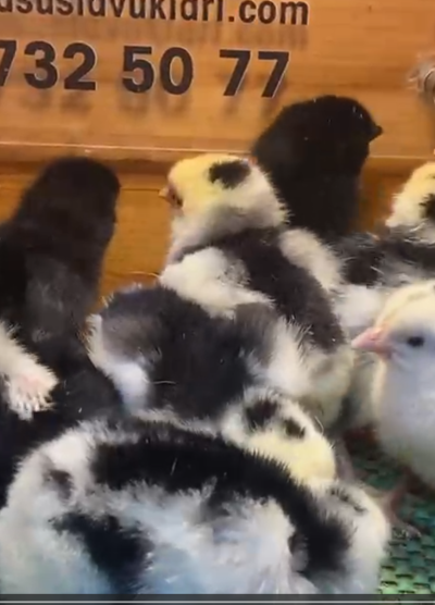 Black Modled Lİgorin Civciv