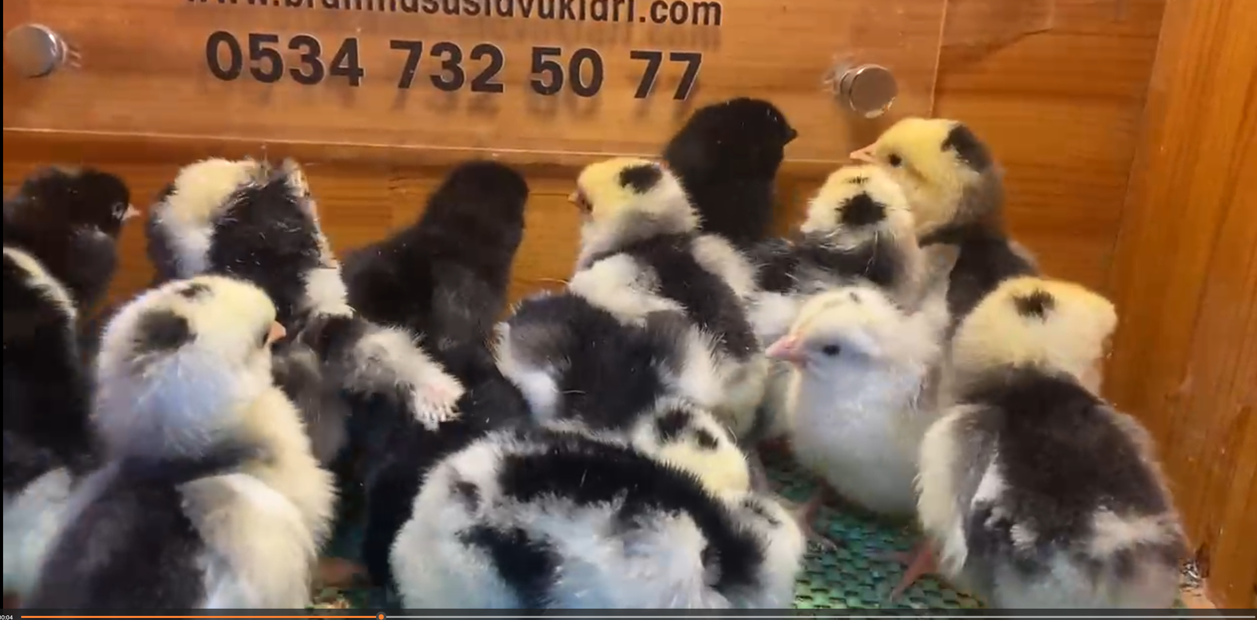 Black Modled Ligorin Civciv 2026 İstanbul Süs TAVUKLARI Black Modled Lİgorin Civciv