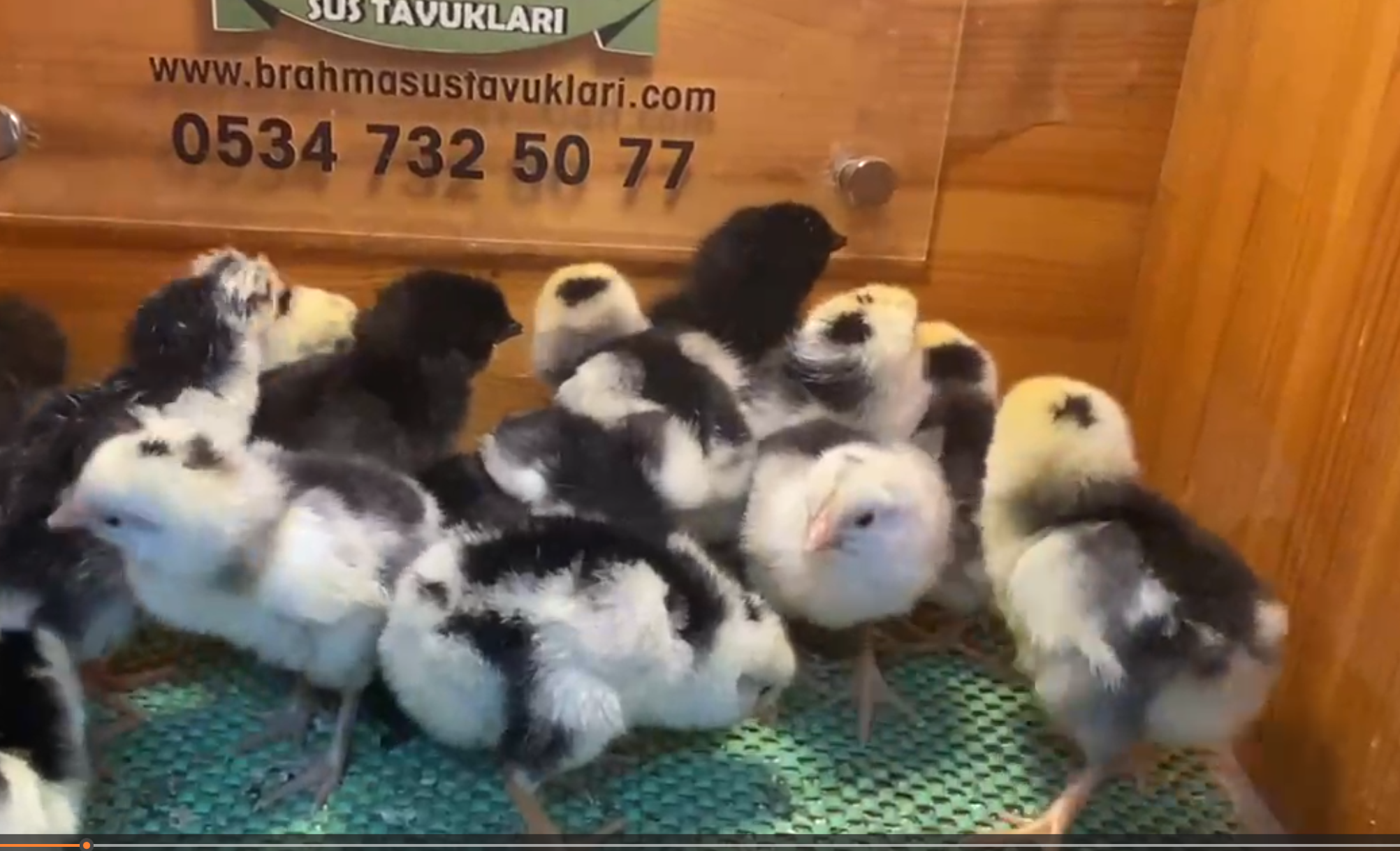 Black Modled Ligorin Civciv 2026 İstanbul Süs TAVUKLARI Black Modled Lİgorin Civciv