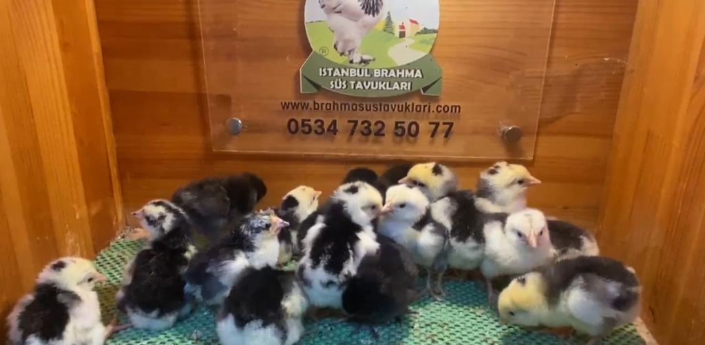 Black Modled Ligorin Tavuk Özellikleri İstanbul Süs TAVUKLARI Black Modled Ligorin Civciv 2026