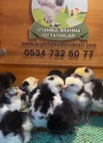 Black Modled Lİgorin Civciv