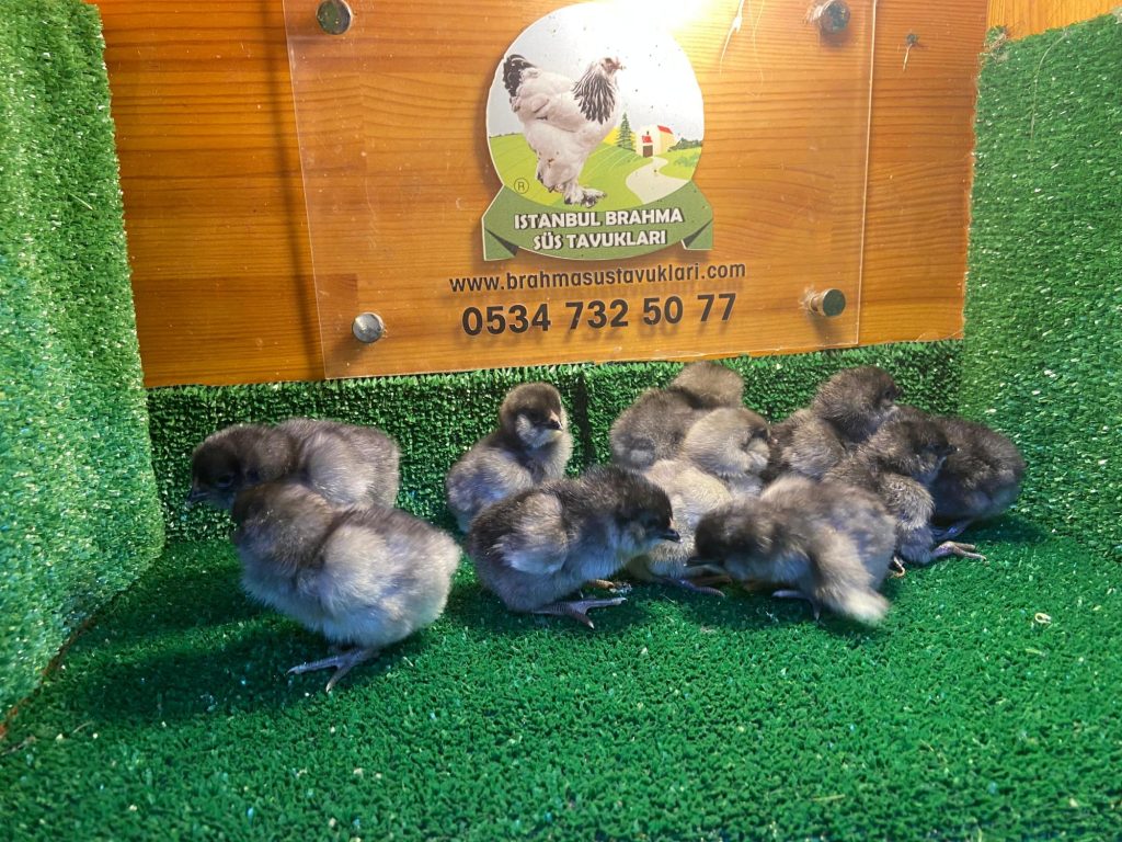 Blue Ameraucana Tavuk Özellikleri İstanbul Süs TAVUKLARI Blue Ameraucana Tavuk Özellikleri