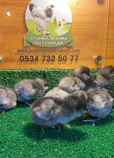 Blue Ameraucana Civciv 2026