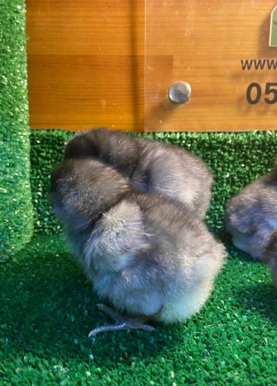 Blue Ameraucana Civciv