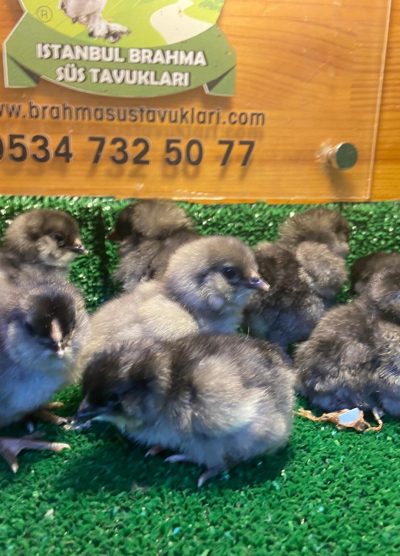 Blue Ameraucana Civciv 2026