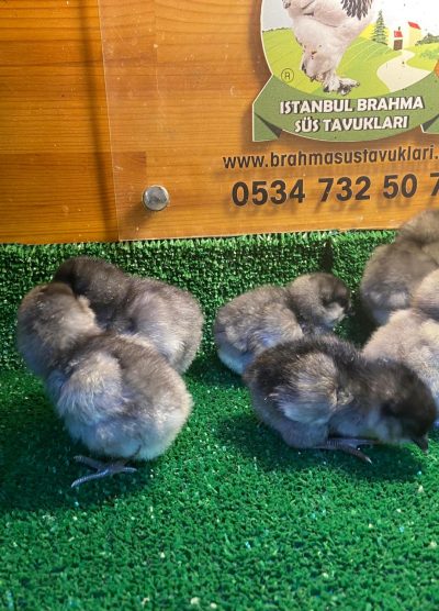 Blue Ameraucana Civciv 2026