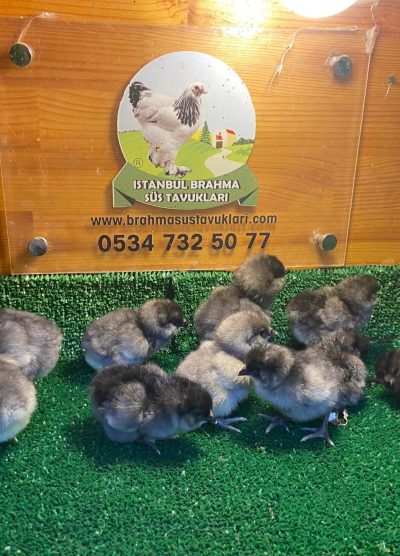 Blue Ameraucana Civciv 2026