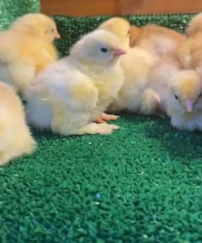 Buff Brahma Civciv 2026