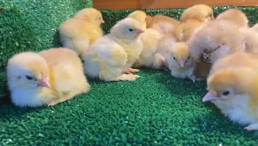 Buff Brahma Tavuk Özellikleri İstanbul Süs TAVUKLARI Buff Brahma Civciv 2026