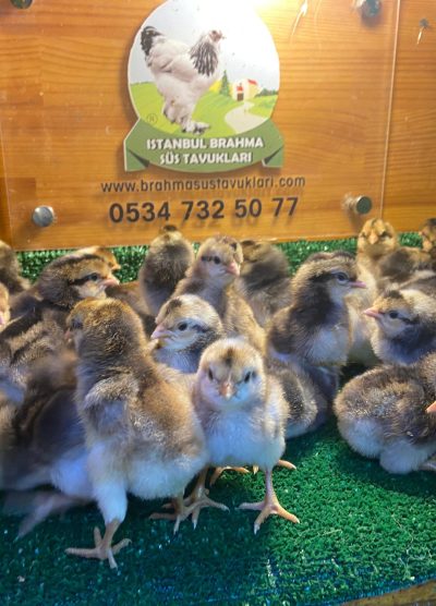 Cream Legbar Civciv 2026