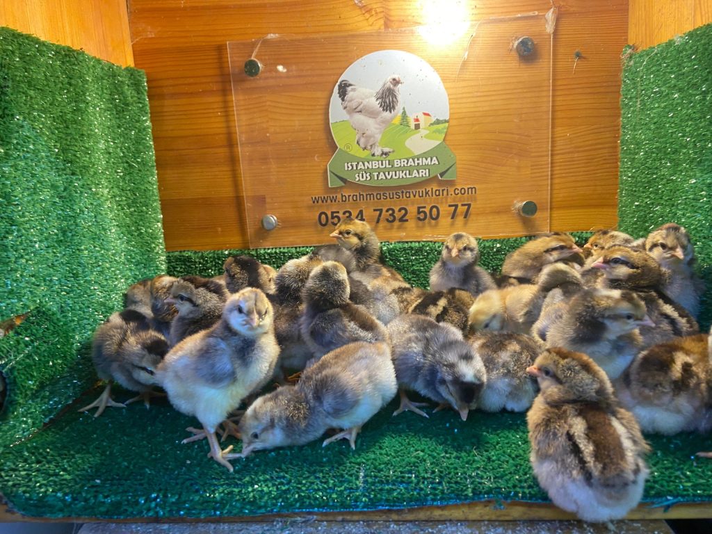 Cream Legbar Tavuk Özellikleri İstanbul Süs TAVUKLARI Cream Legbar Tavuk Özellikleri