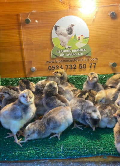 Cream Legbar Civciv 2026