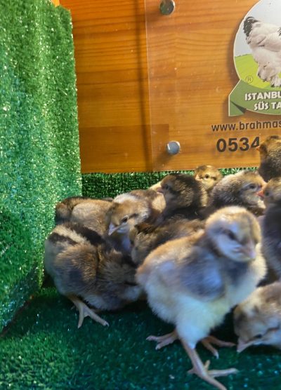 Cream Legbar Civciv 2026