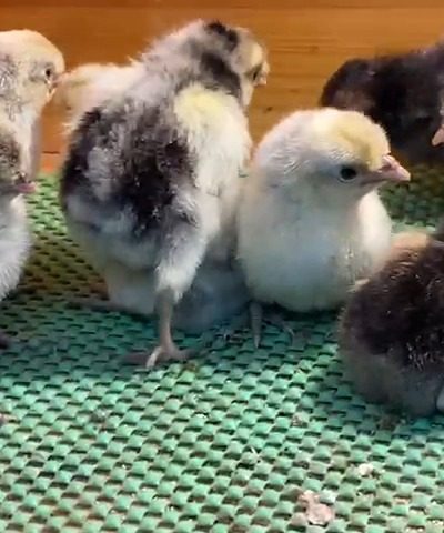 Silver Appenzeller Civciv 2026