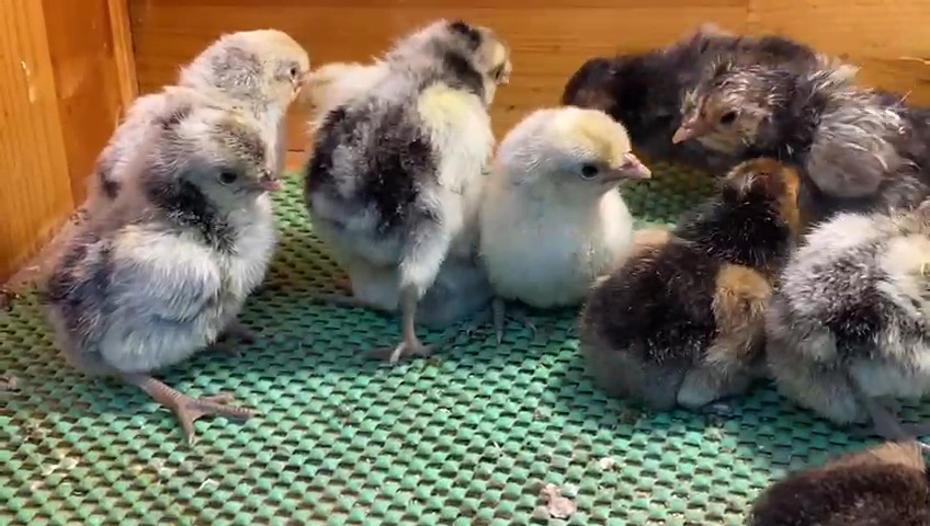 Silver Appenzeller Tavuk Özellikleri İstanbul Süs TAVUKLARI Silver Appenzeller Tavuk Özellikleri