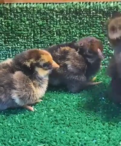 Gsg Wyandotte Civciv 2026