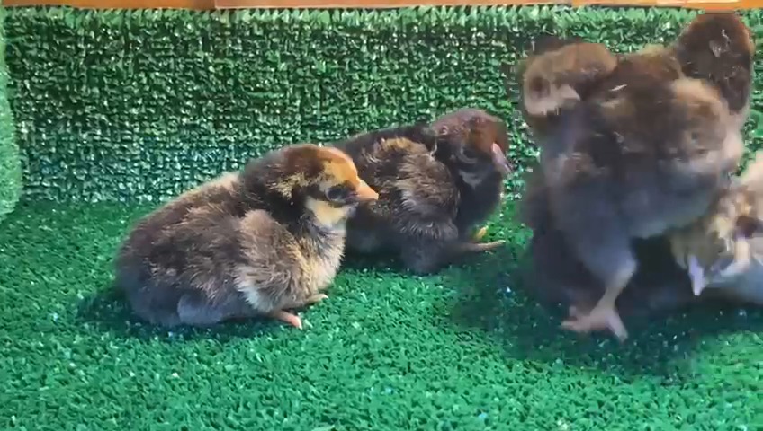 GSG Wyandotte Tavuk Özellikleri İstanbul Süs TAVUKLARI GSG Wyandotte Tavuk Özellikleri