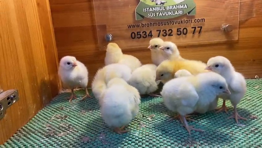 Light Sussex Civciv 2026 İstanbul Süs TAVUKLARI Light Sussex Civciv 2026