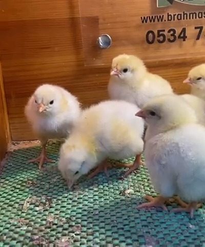 Light Sussex Civciv 2026